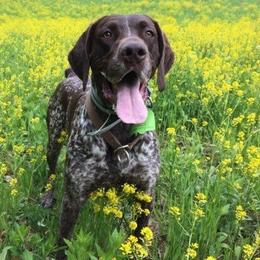 Bernedoodles, Cockapoos, and German Shorthaired Pointers from Filipiak Breeders
