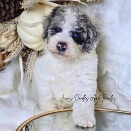 Cheer - Blue merle and white female Sheepadoodle puppy in Cleveland, Georgia from Jam's Doodles And Poodles