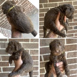 Yellow Male - Chocolate male Assorted Doodle Crosses puppy in Conway, Arkansas from Hollins Doodles