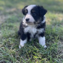 Scottish Terrier and Toy Australian Shepherd Puppies from Pecan Creek