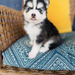Poprocks - Black and white female Pomsky puppy in Yavapai County, Arizona from Pawsh Pomskies