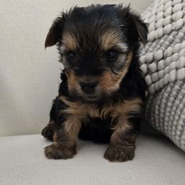 Ivy - Black and tan female Yorkshire Terrier puppy in Buckeye, Arizona from Adriana's Yorkies