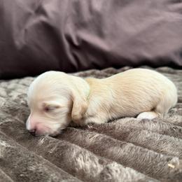 Green Collar - Cream male Dachshund puppy in Descanso, California from Kendaline Kennels
