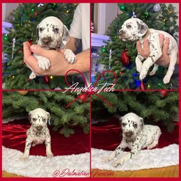 Angelica Tech - White and black female Dalmatian puppy in Chehalis, Washington from Dalmatian Vacation