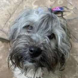 Cazador - Havanese