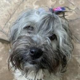 Cazador - Havanese