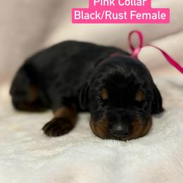Pink Collar - Black and rust female Doberman Pinscher puppy in Lake City, Florida from Paintedcrazy Doberman Pinchers