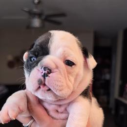 Bulldog Puppies from Nelda Fernandez