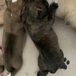 Boxer Puppies from Von Royal Dell'Infinite Bellissimo Deutscher