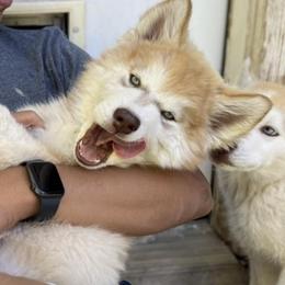 Siberian Husky Puppies from Chocolate Hollow Farms