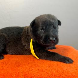 Luke (Yellow) - Black sable male Belgian Malinois puppy in Buckeue, Arizona from Légende Vivante Du Chief Kennel