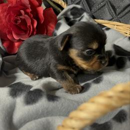 AKC Max - Black and tan male Yorkshire Terrier puppy in Elgin, South Carolina from Silver Bells Paw Prints