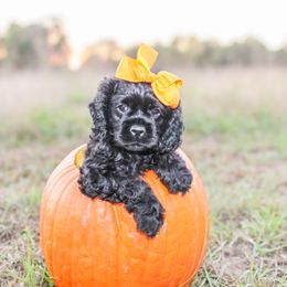 Cavalier King Charles Spaniel, Cavapoo, Cockapoo, and Cocker Spaniel Puppies from Double M Cocker Spaniels