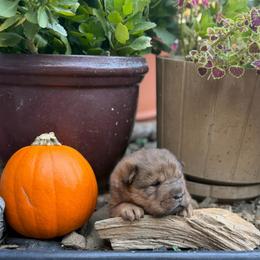 Fireball Bandit - Red sable male Chinese Shar-Pei puppy in Auburn, Kansas from Justin's Chinese Shar-Pei