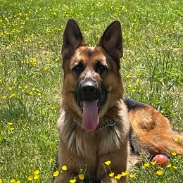 Freya - German Shepherd