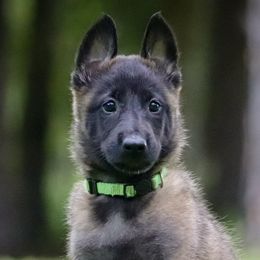 Belgian Malinois and Border Collies from DragonFyre Kennels