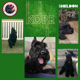 Giant Schnauzer Puppies from W2G Giant Schnauzers