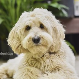 Coco - Goldendoodle