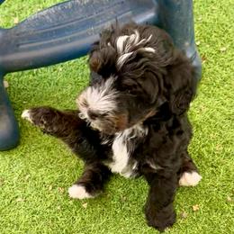 Tommy - Tri-color male Bernedoodle puppy in Royse City, Texas from Platinum Bernedoodles of Texas