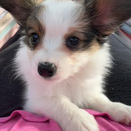 Papillon Puppies from Heather's Papillons