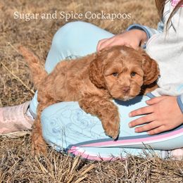 Poet "Posty" - Cockapoo puppy from Sugar and Spice Cockapoos