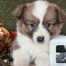 Hazel - Blue female Pembroke Welsh Corgi puppy in Paxton, Illinois from McGovern Family Corgis