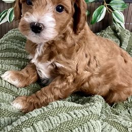 Goldendoodle Puppies from Abidoodles Florida