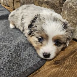 Toy Australian Shepherd Puppies from Reflections of Star Crest Kennel