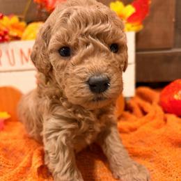 Annie (yellow collar ) - Red  female Goldendoodle puppy in Atco, New Jersey from Flannery’s lucky puppies 🍀
