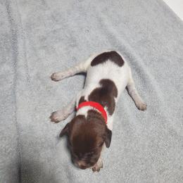 Drift - Liver roan male German Shorthaired Pointer puppy in Osceola, Missouri from Bird Dog Ranch