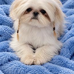 Male - Gold and white male Shih Tzu puppy in Victorville, California from Californiadreamyshihtzus