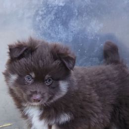 Boy 2 - Chocolate male Pomsky puppy in Gladstone, Virginia from Rustic Charms Miniature Huskys
