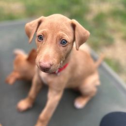 Peach's Litter - Chestnut female Pharaoh Hound puppy in Vancouver, Washington from Nefer-Temu Pharaoh Hounds