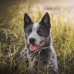 Rudo - Blue speckled female Australian Cattle Dog puppy in Marana, Arizona from Impact 3rd Australian Cattle Dogs
