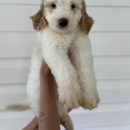 Bernedoodle, Bernese Mountain Dog, and Goldendoodle Puppies from Red Door Canines
