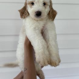 Bernedoodle, Bernese Mountain Dog, and Goldendoodle Puppies from Red Door Canines