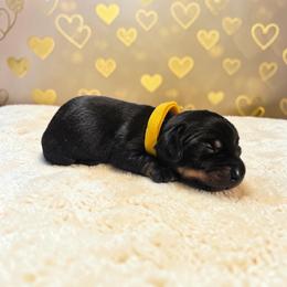 Otto - Black and tan male Dachshund puppy in Alvin, Texas from Cosson's Dachshunds of Alvin