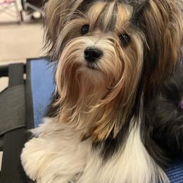 Micah - Biewer Terrier