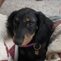 Dachshunds from Triangle B Doxie Ranch
