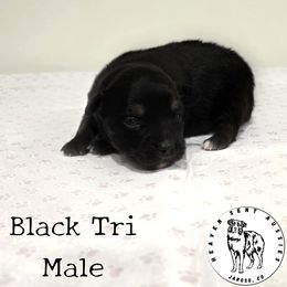 Cash - Black tri male Miniature Australian Shepherd puppy in Jaroso, Colorado from Heaven Sent Aussies