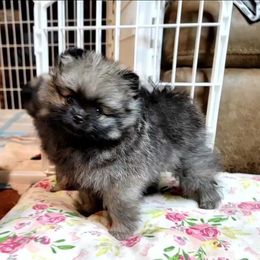 Pomeranian Puppies from JaElle Pomeranians