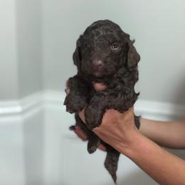 Girl 1 Teal collar - female Golden Mountain Doodle puppy in Spring, Texas from The Doodle Den