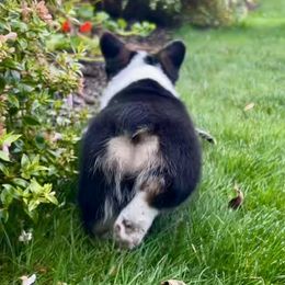 American Corgi Puppies from Patriot American Corgi