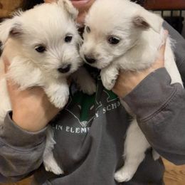 West Highland White Terriers from Windyridge Westies