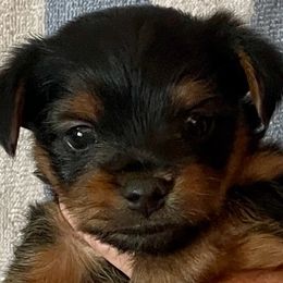 Yorkshire Terriers from Cookie's Puppies