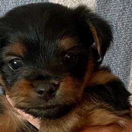 Yorkshire Terriers from Cookie's Puppies