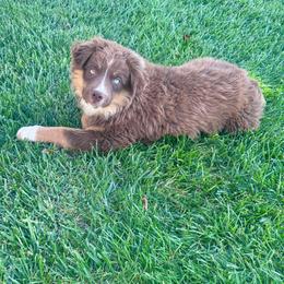 Romeo - Red tri male Miniature Australian Shepherd puppy in California from Eagle River Aussies