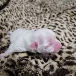 Mace - White female Maltese puppy in Austin, Texas from Austin Maltese Babies