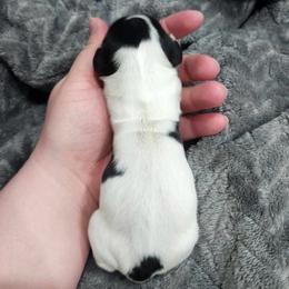 AKC Black and Tan Piebald - Piebald female Dachshund puppy in Colville, Washington from G&B Iron Mountain Dachshunds