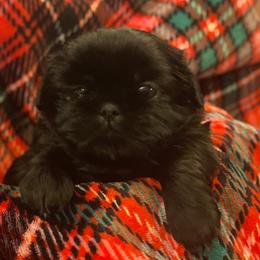 Shih Tzu Puppies from AKC Shih Tzu Champion Line Puppies